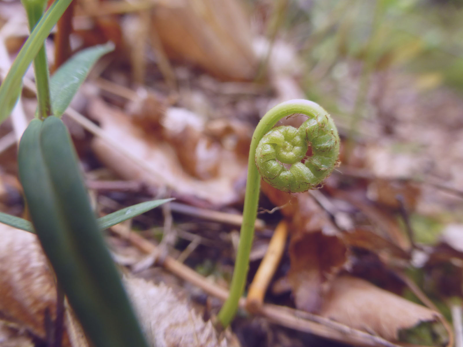 Kraniosakrální biodynamika